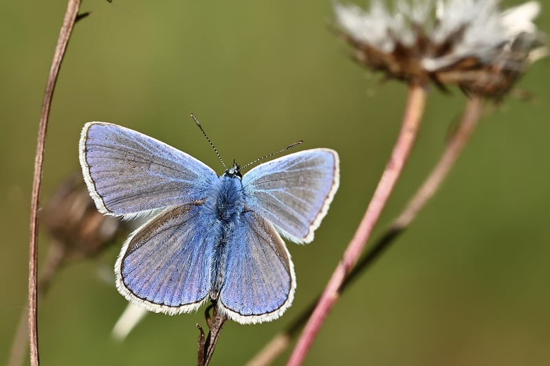 Butterfly in Nature