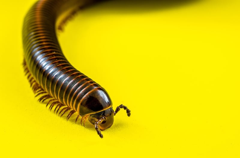 Garden Pest