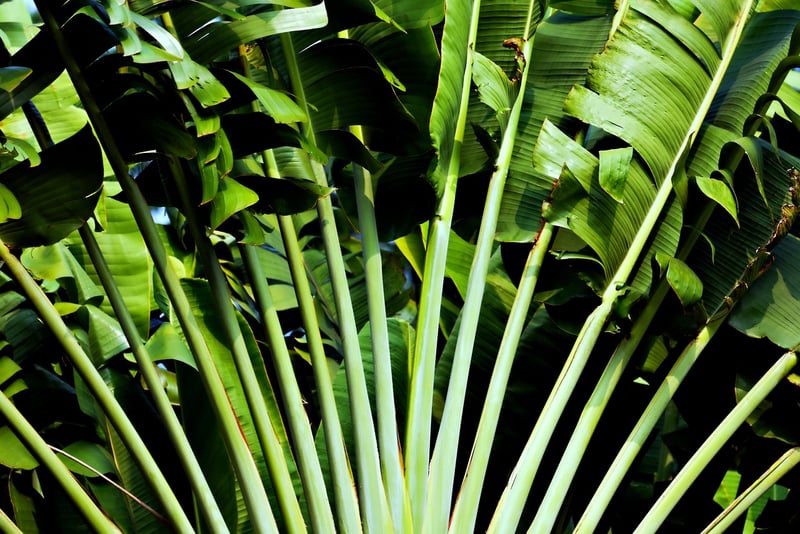 Tropical Leaves