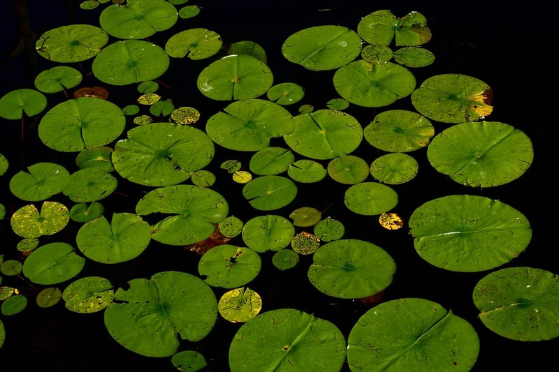 Water Lily Pond
